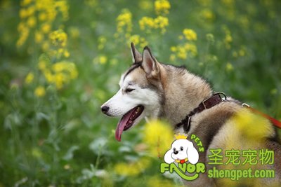 怎么给哈士奇犬剪指甲