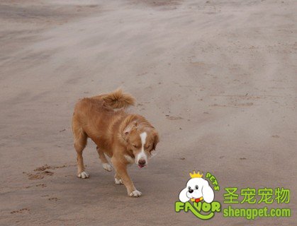 海滩狗狗
