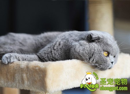 给猫咪洗澡的步骤程序