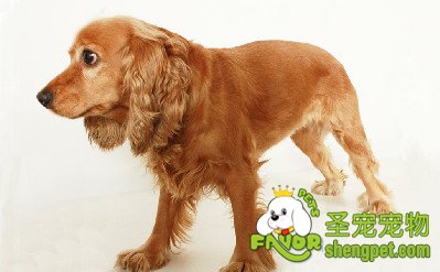 狗狗肠胃疾病的诊断和治疗