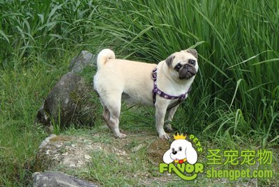 如何鉴别狗狗是否健康