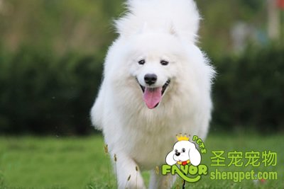 萨摩耶犬的介绍