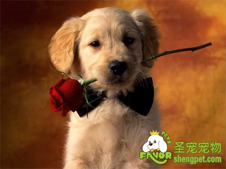 狗狗牙周炎带来的危害