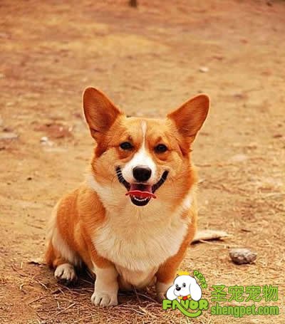 如何教狗狗上厕所