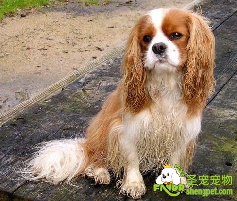 选购查理王猎犬时的特点