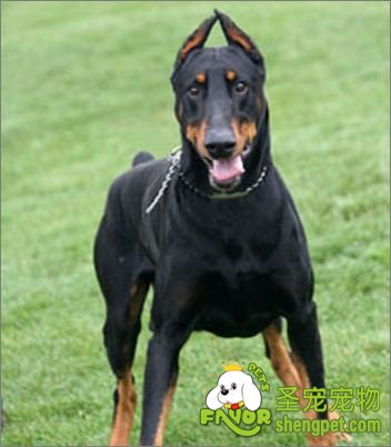 杜宾犬常见疾病的诊断和治疗