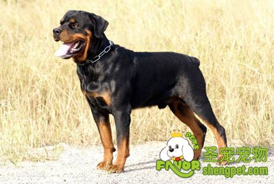 罗威纳犬