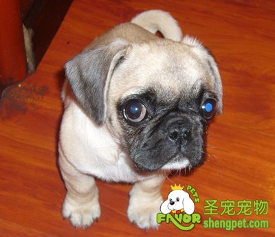 你爱你的狗狗就请请为它做结扎