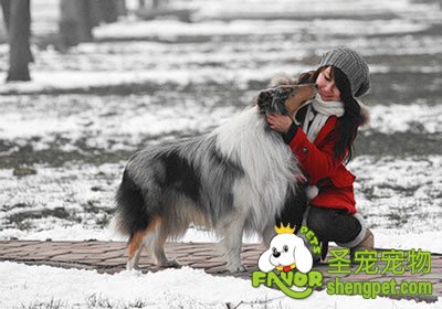 一般畜主反对绝育的借口