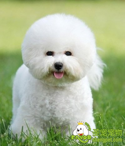 爱犬美容的专业技巧知识