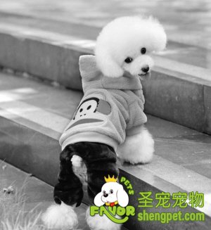 北京首家合法狗市开业 买狗可获发票或收据