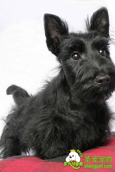 对狗狗节育减少患病机率