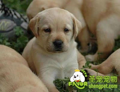 狗狗的简易美容方法