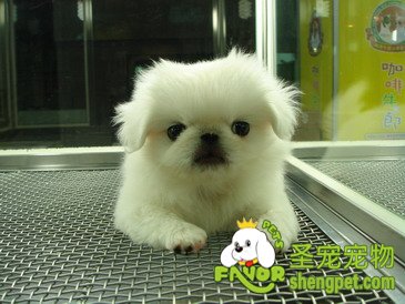 北京犬的美容知识