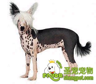 冠毛犬的常见疾病诊断