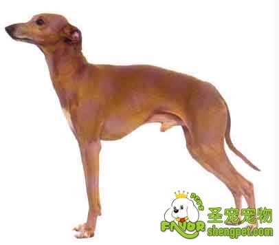 灵缇的常见疾病