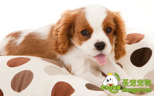 常见的牙齿及口腔疾病