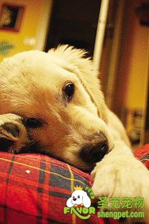 狗狗进行不孕手术应尽早