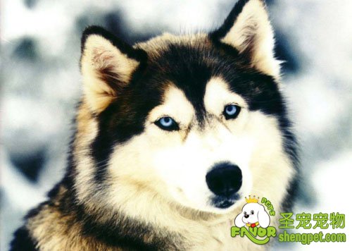 阿拉斯加雪橇犬的价格是多少