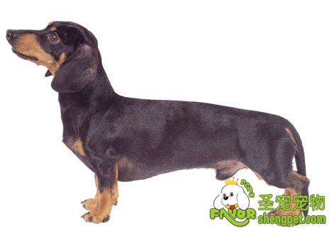 腊肠犬的鉴别要点