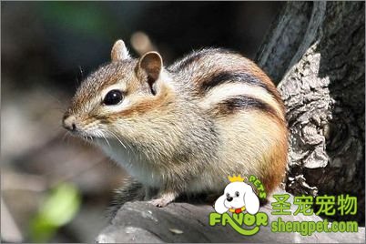 ���޻���