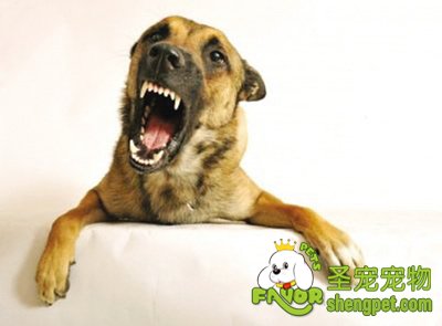 何时适合给狗做绝育手术