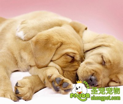 绝育后狗狗发生哪些变化