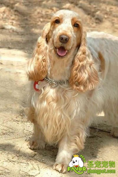 3个月大幼犬的健康护理