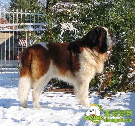 圣伯纳犬价格是多少