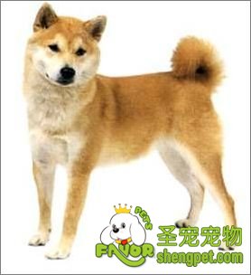 运动能使柴犬发挥天性本质