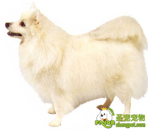 日本尖嘴犬的疾病防护