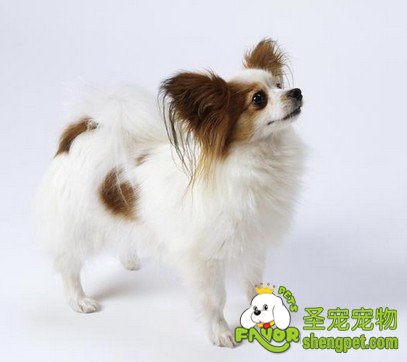 狗狗消化系统是怎样的