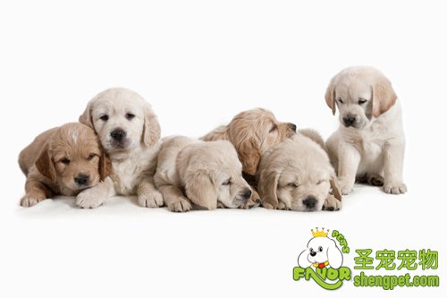 秋季为犬绝育好时节