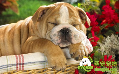 控制狗狗生育的几种方法