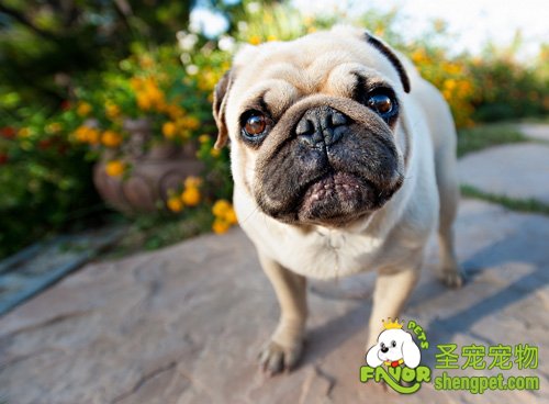 哈巴犬的选购方法