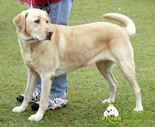 狗狗调教训练：狗绳的正确使用方法