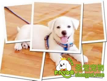 狗狗训练的家用方法