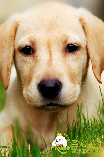 爱犬吃野草和泥沙的原因