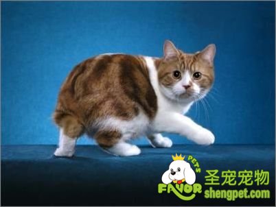 曼岛无尾猫