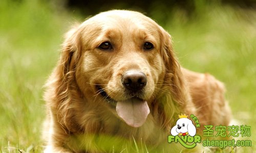 定期为爱犬驱虫