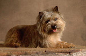 凯恩犬选购的方法