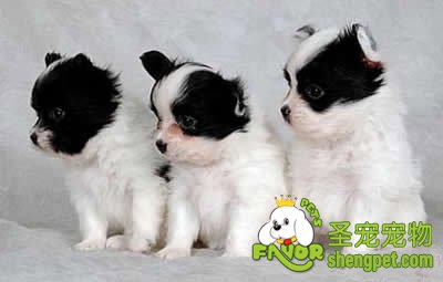 狗常发烧小心犬瘟热