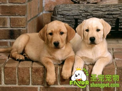 为狗宝宝避孕不能乱用药