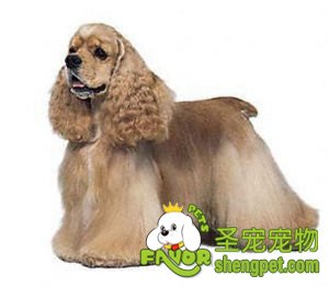 美国可卡犬的选购技巧