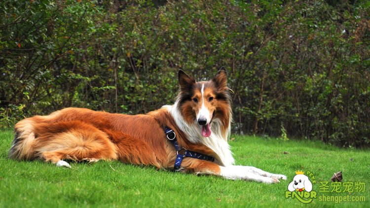 苏格兰牧羊犬的AKC标准