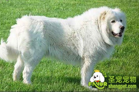 大白熊犬的AKC标准