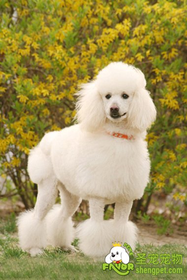 贵妇犬的参赛标准及美容