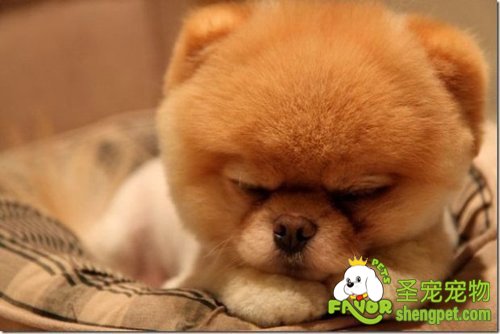 教你训练狗狗如何扮假死