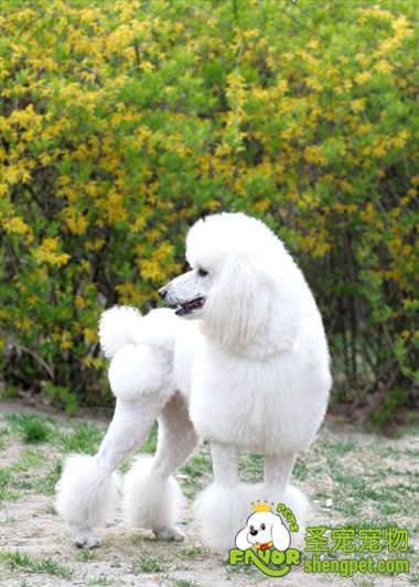 贵妇犬的美容护理方法