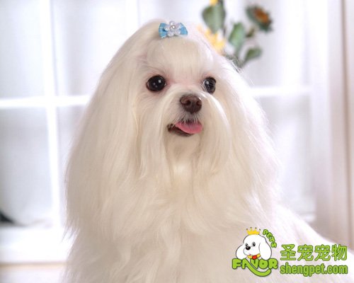 如何挑选马尔济斯犬